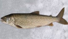 Vermont Fish and Wildlife Department
