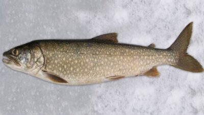 Vermont Fish and Wildlife Department